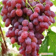 红提子孕妇可以吗红提子的功效与作用