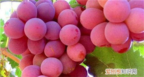 红提子孕妇可以吗红提子的功效与作用