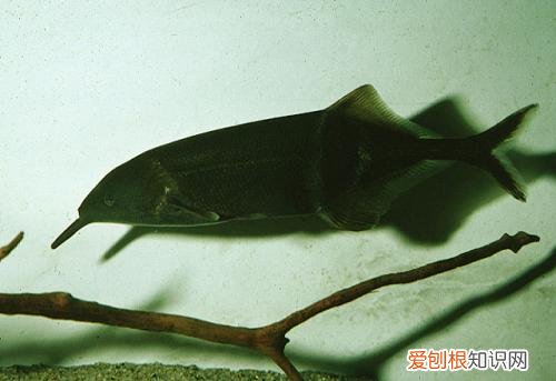 象鼻鱼好养吗新手养鱼要注意什么