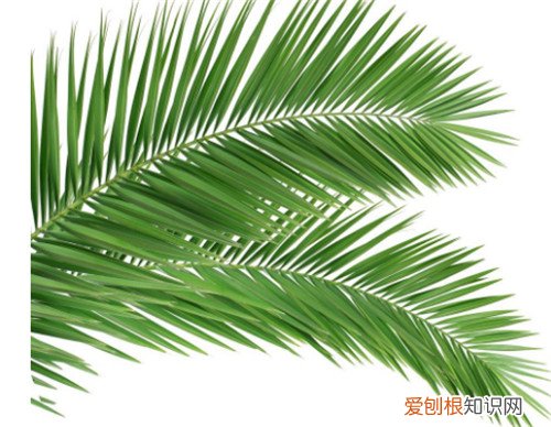 棕榈叶的寓意如何用棕榈叶折玫瑰花