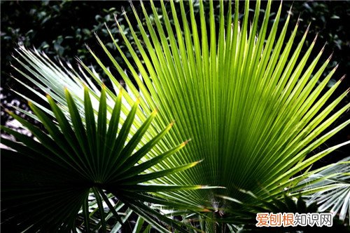 棕榈叶的寓意如何用棕榈叶折玫瑰花