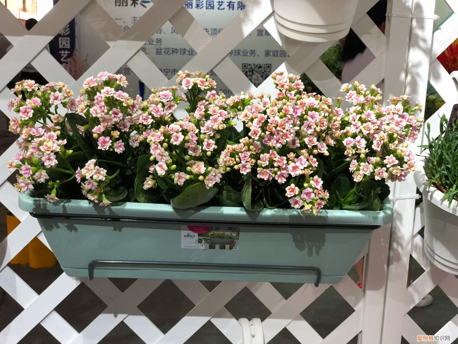 “长寿花”爆盆技术,很快长满整盆枝叶! “长寿花”开满盆并不难，勤“砍”枝头，花开的拦不住