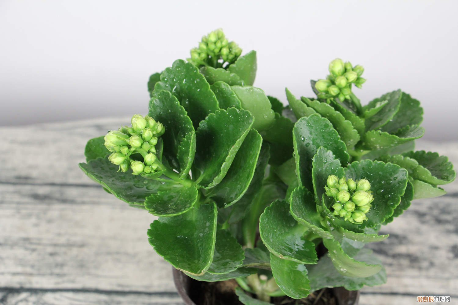 “长寿花”爆盆技术,很快长满整盆枝叶! “长寿花”开满盆并不难，勤“砍”枝头，花开的拦不住