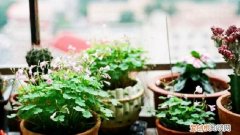 吸水花盆怎么浇水 浇水是个“老大难”！花盆里插几根吸管，能轻松不少