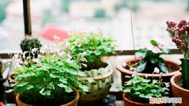 吸水花盆怎么浇水 浇水是个“老大难”！花盆里插几根吸管，能轻松不少