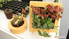 家里种植的西红柿的叶子蔫了 烂掉的西红柿别扔！用它来养花，枝条壮实叶更绿