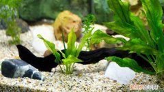 水草种子怎么种在木头上 水草种子怎么种