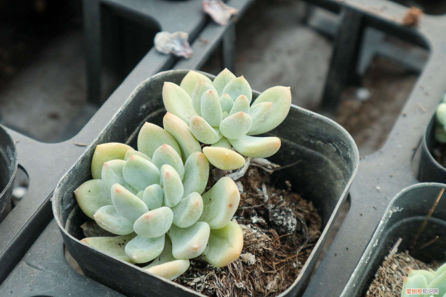 多肉叶子怎么种多内 多肉叶子怎么种
