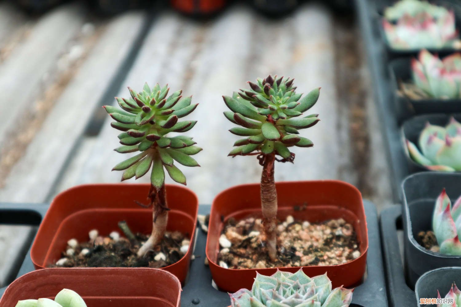 多肉叶子怎么种多内 多肉叶子怎么种