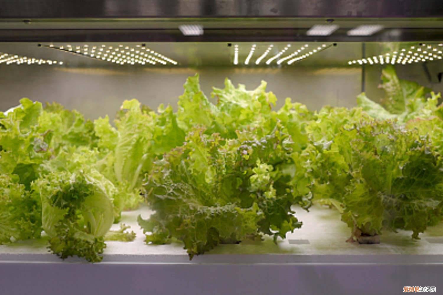 生菜怎么种植容易发芽?生菜浸种催芽技术 生菜怎么种植容易发芽