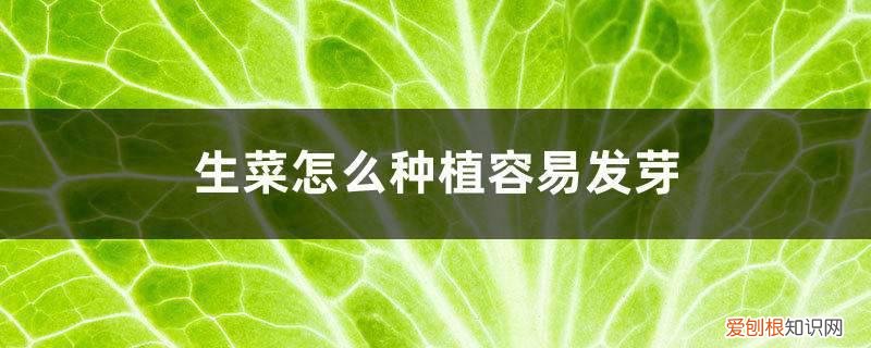 生菜怎么种植容易发芽?生菜浸种催芽技术 生菜怎么种植容易发芽