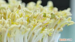 怎么种豆芽观察日记 怎么种豆芽