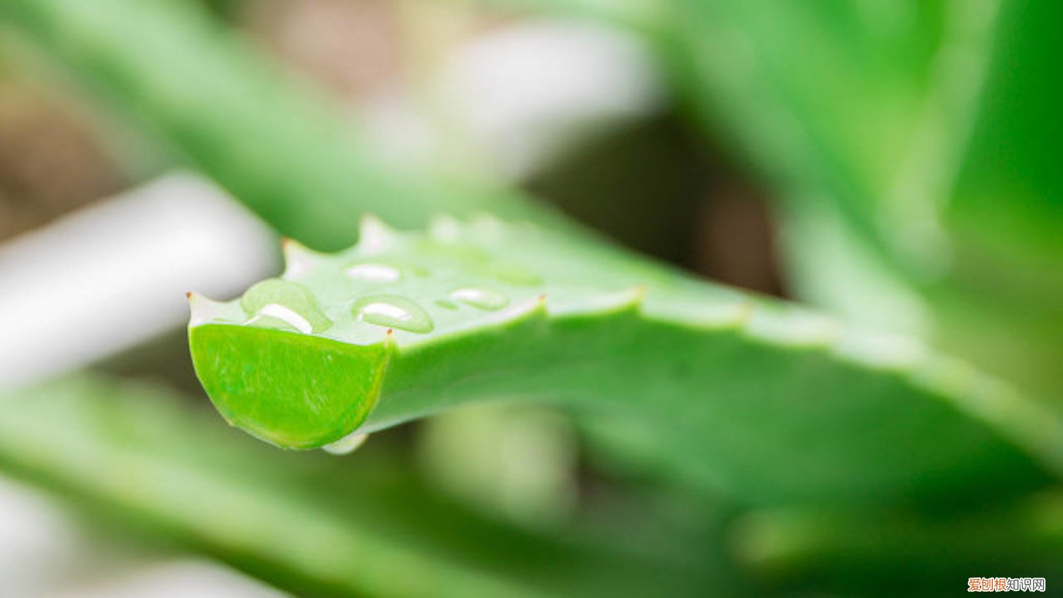 芦荟开花折断了 芦荟被她一刀两断后，蹭蹭蹿个爆小崽，盆都装不下了！
