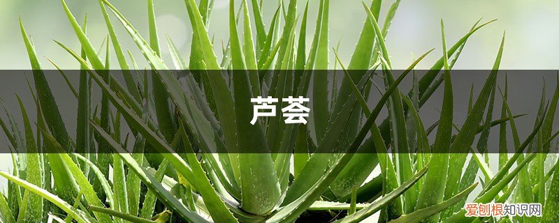 芦荟开花折断了 芦荟被她一刀两断后，蹭蹭蹿个爆小崽，盆都装不下了！