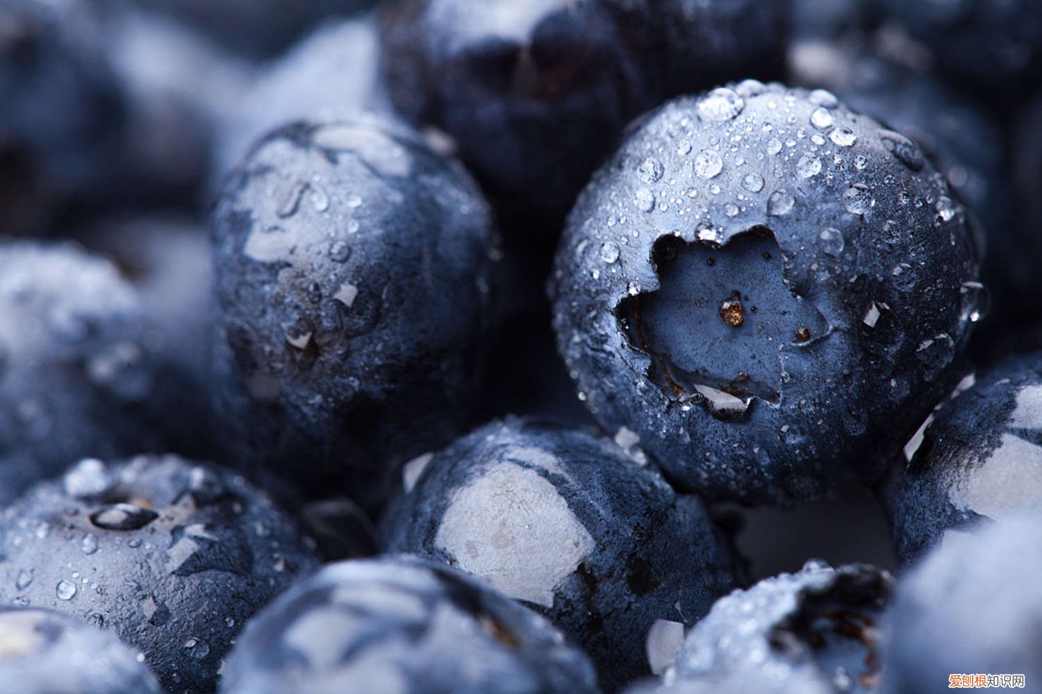 蓝莓树苗怎么种植阳光 蓝莓树苗怎么种植