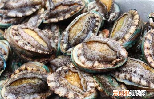 鲍鱼的营养价值和功效鲍鱼怎么做好吃