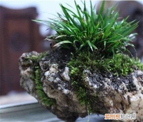 石菖蒲的功效与作用石菖蒲怎么吃更好