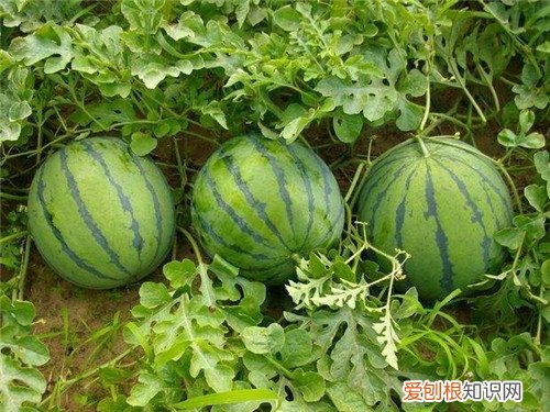 败火的水果有哪些6种快速败火的水果推荐