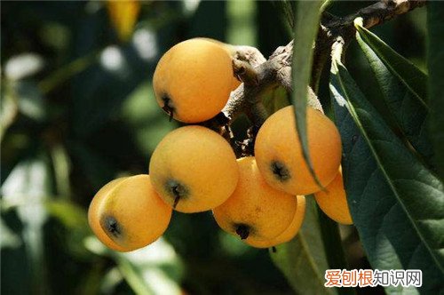 败火的水果有哪些6种快速败火的水果推荐