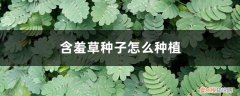 含羞草种子怎么种植才能发芽(不泡过的 含羞草种子怎么种植)