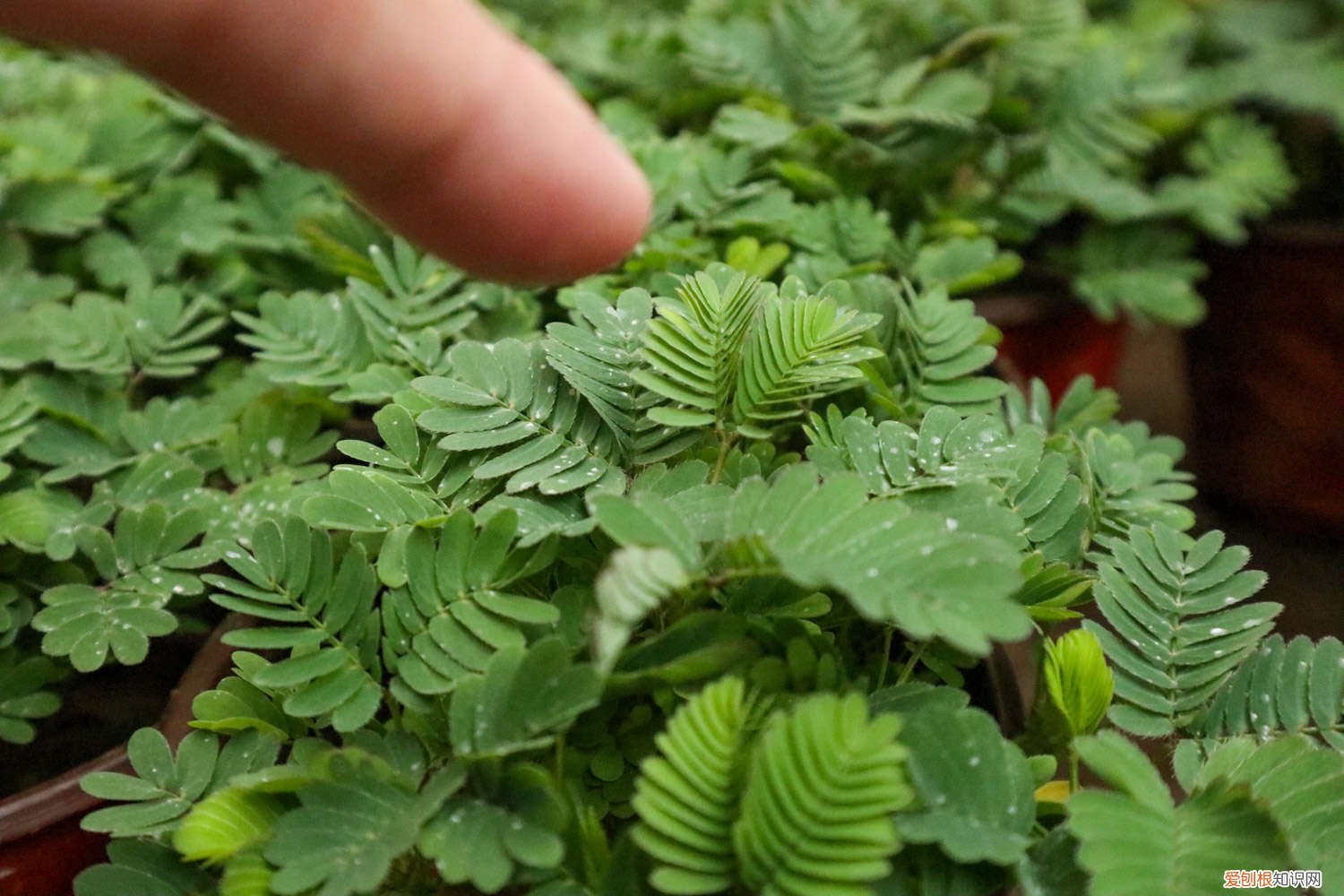 含羞草种子怎么种植才能发芽(不泡过的 含羞草种子怎么种植)