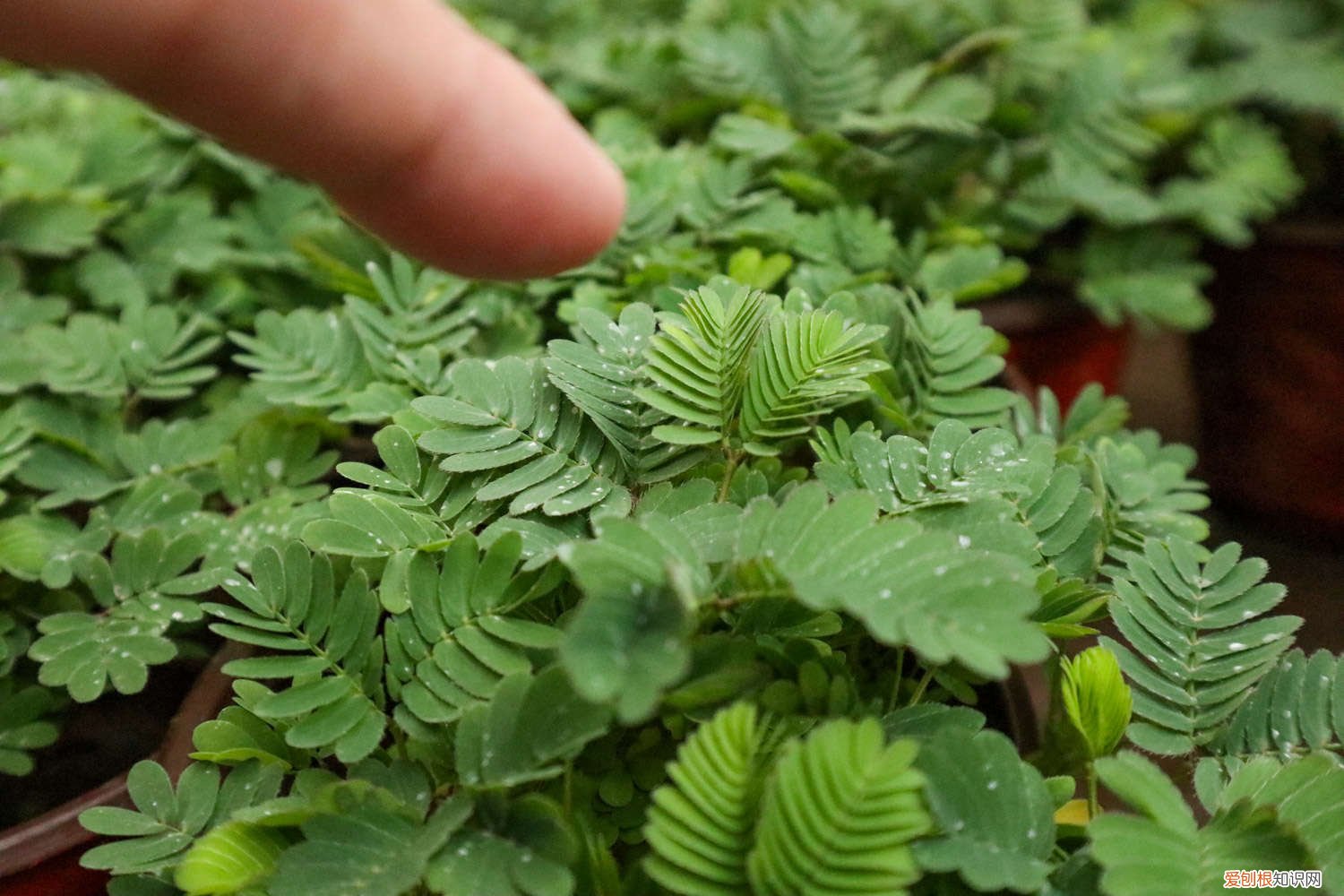 含羞草种子怎么种植才能发芽(不泡过的 含羞草种子怎么种植)