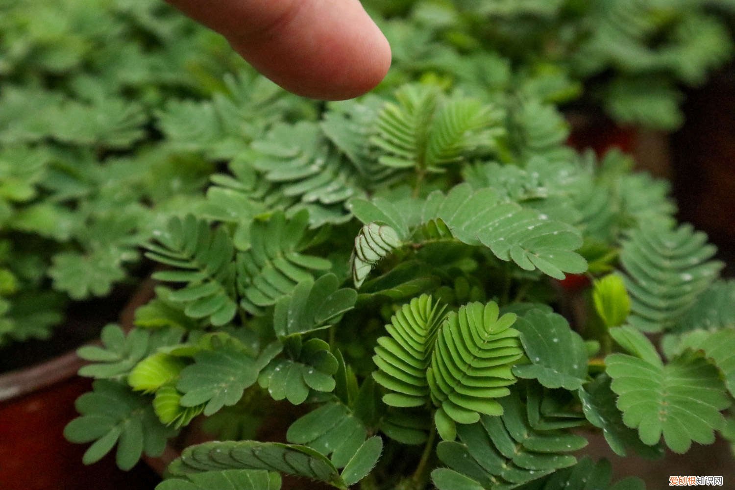 含羞草种子怎么种植才能发芽(不泡过的 含羞草种子怎么种植)