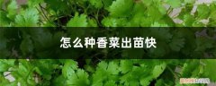 香菜怎么样才能出苗快,出苗多 怎么种香菜出苗快