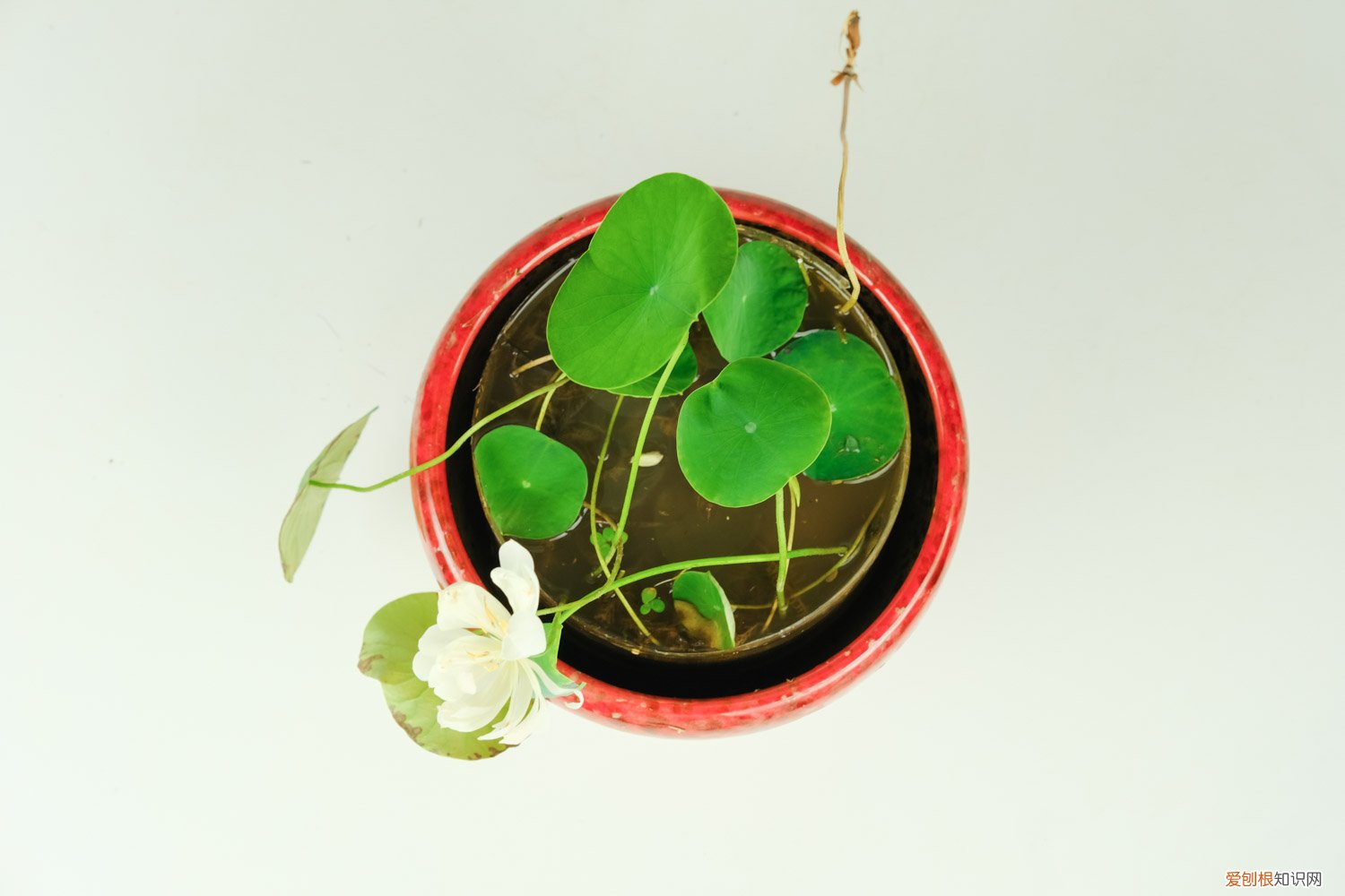 碗莲种子怎么种植方法 家养 碗莲种子怎么种