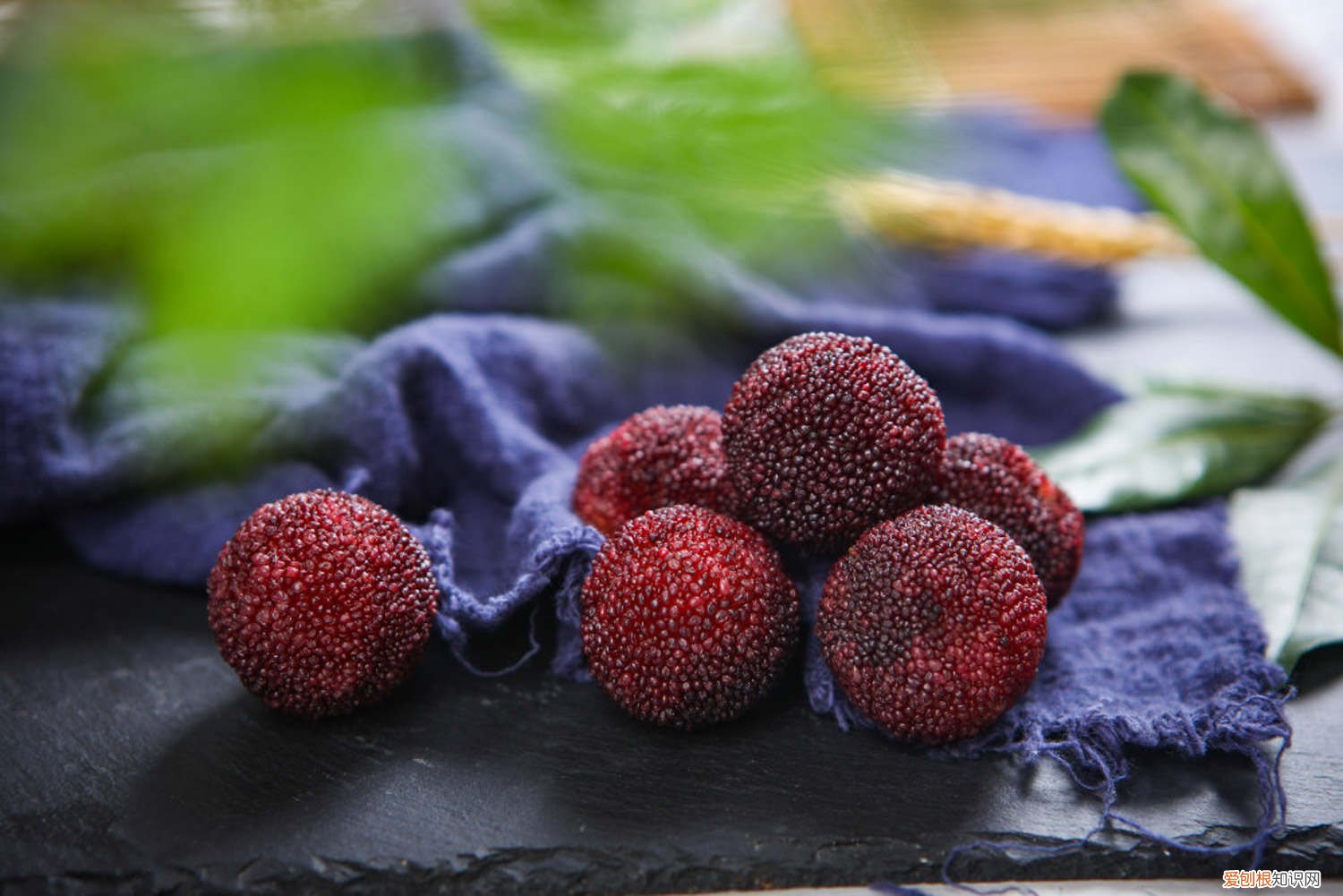 杨梅的繁殖方法 杨梅繁殖方法有哪些，常用哪种方法