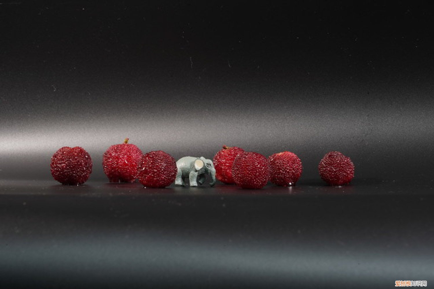 杨梅的繁殖方法 杨梅繁殖方法有哪些，常用哪种方法