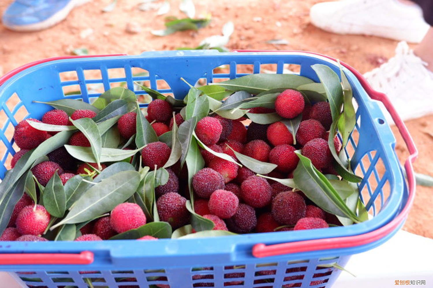 杨梅盆栽养护方法,有什么注意事项吗 杨梅盆栽养护方法,有什么注意事项