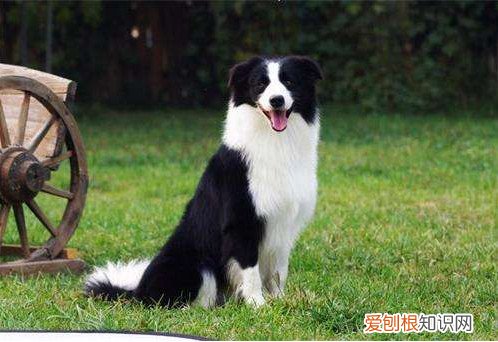 边牧吃屎怎么办 边牧吃屎需要栓好狗绳