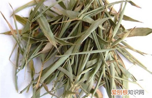 淡竹叶的功效与作用淡竹叶有什么副作用