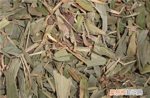 淡竹叶的功效与作用淡竹叶有什么副作用