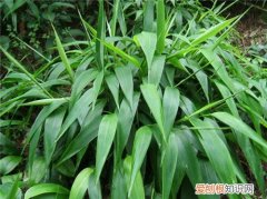 淡竹叶的功效与作用淡竹叶有什么副作用