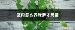 绿萝怎样养才茂盛 室内怎么养绿萝才茂盛