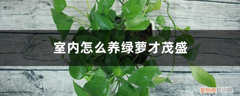 绿萝怎样养才茂盛 室内怎么养绿萝才茂盛