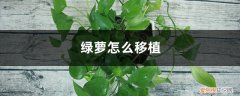 绿萝怎么移植容易活 绿萝怎么移植