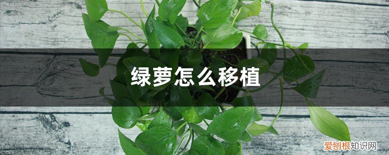 绿萝怎么移植容易活 绿萝怎么移植
