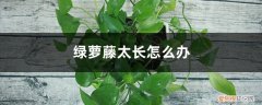 绿萝藤子太长怎么办 绿萝藤太长怎么办
