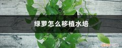 绿萝怎么移植水培植物 绿萝怎么移植水培