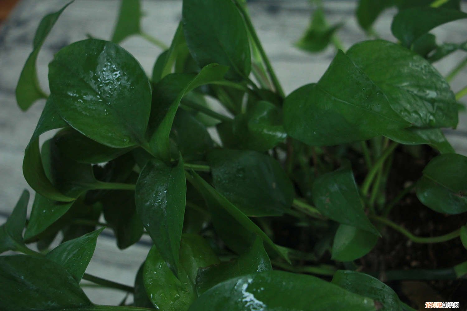 绿萝怎么移植水培植物 绿萝怎么移植水培