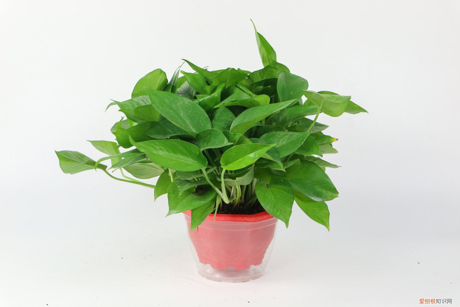 绿萝怎么移植水培植物 绿萝怎么移植水培
