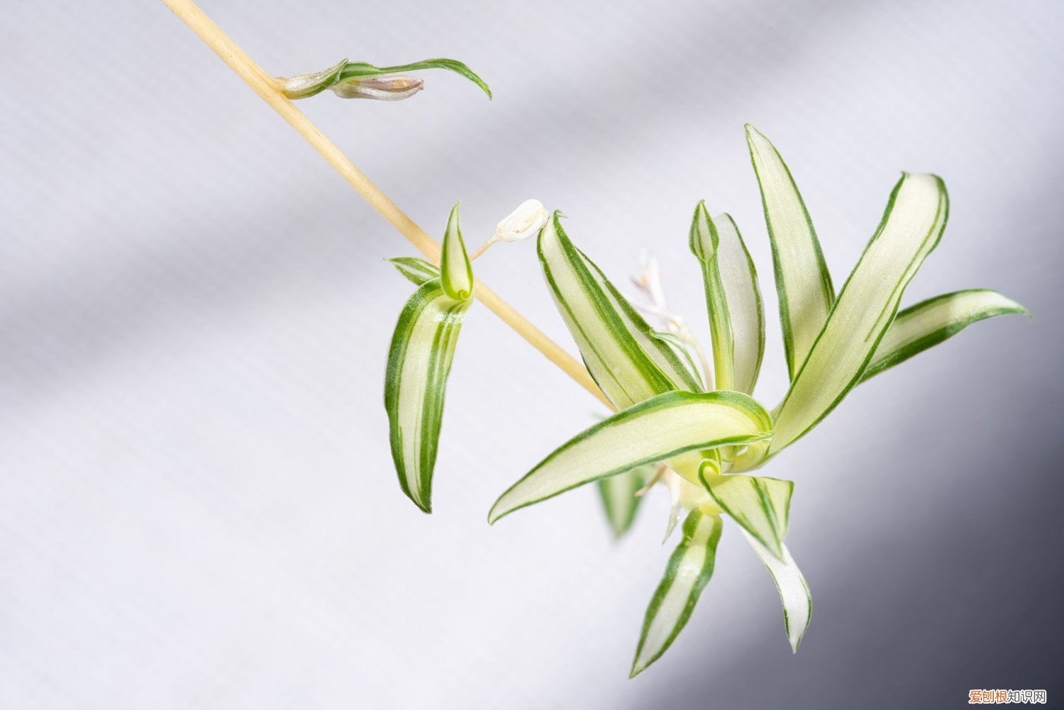 吊兰放床头对身体有益处吗 吊兰可以放床头吗