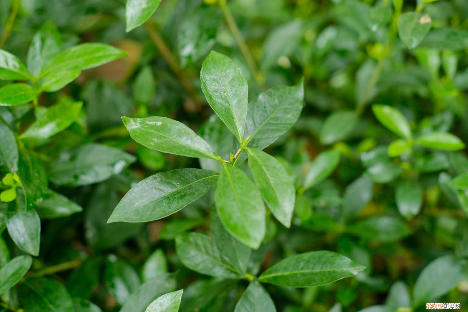 小叶栀子花怎么养才能开花 小叶栀子花怎么养