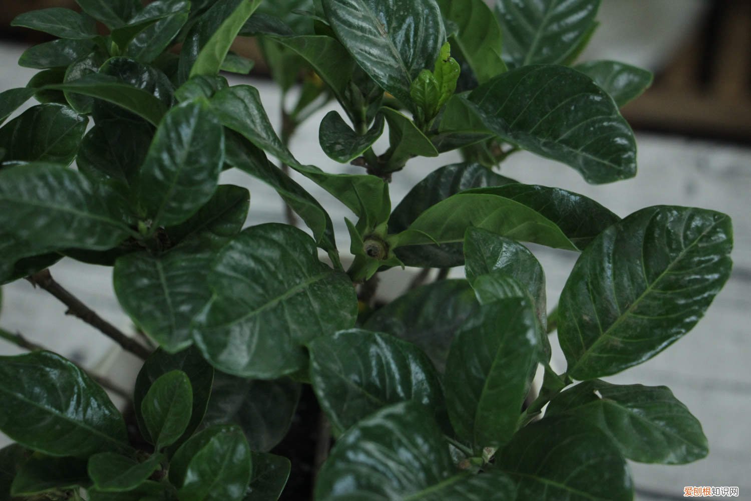 小叶栀子花怎么养才能开花 小叶栀子花怎么养