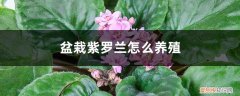 紫罗兰盆栽养殖方法 盆栽紫罗兰怎么养殖