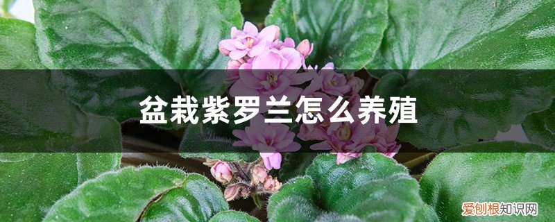 紫罗兰盆栽养殖方法 盆栽紫罗兰怎么养殖