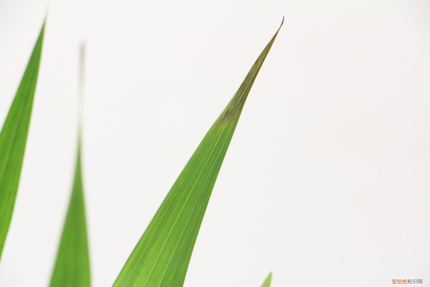 唐菖蒲的养殖方法和注意事 新买的唐菖蒲怎么养